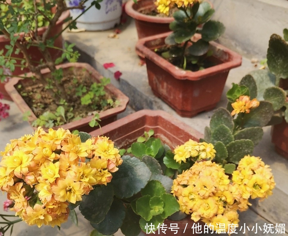 5月养长寿花，记得做好4件事，多长新枝，花期多开花