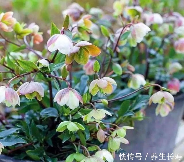 有些花名字太奇葩，叫出口太尴尬，开花却很美！