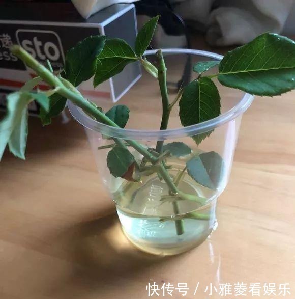 维生素c|家里“过期”小药片,养花是个宝,丢在盆里,比生根水还管用!