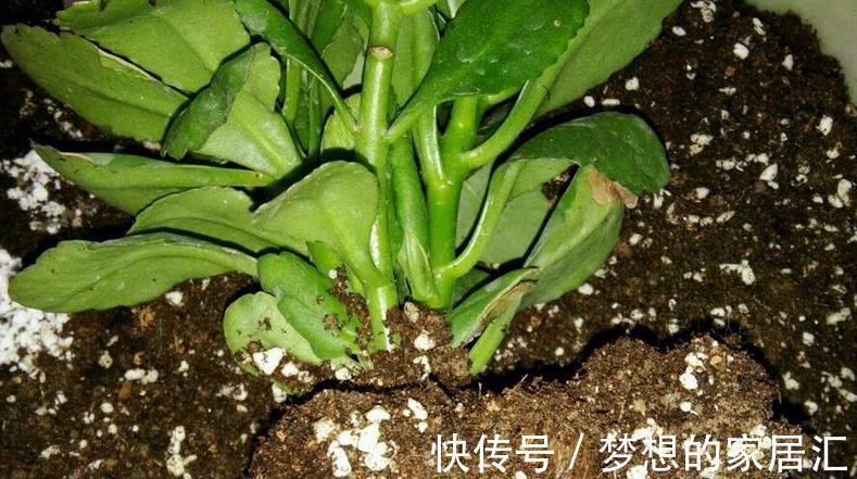 生根剂|生根剂的3种替代品，秋季养花少不了