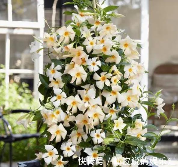 此花耐热又抗寒，养护好多季节有花赏，盆栽地栽都好看