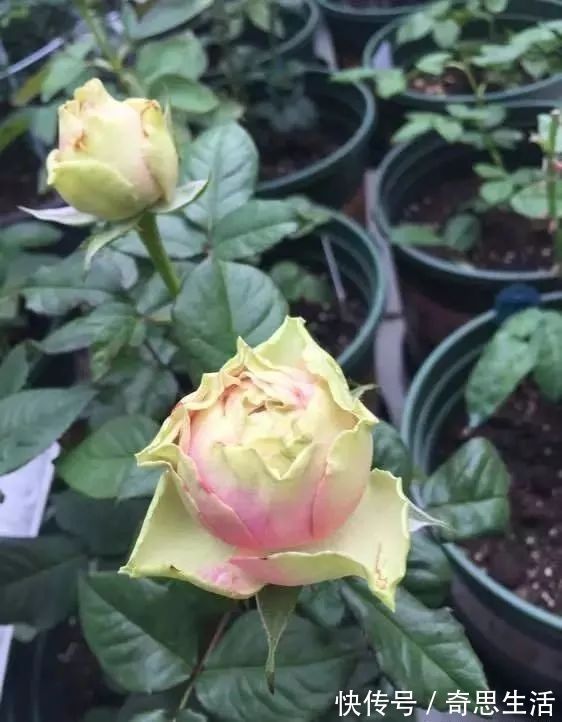 此花漂亮似玫瑰，好养如绿萝，花色奇特花朵大，四季开花价格低！