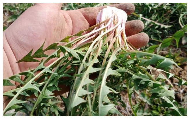 蒲公英泡水|34岁女子查出“乳腺结节”,坚持喝蒲公英来调节,后来怎么样了