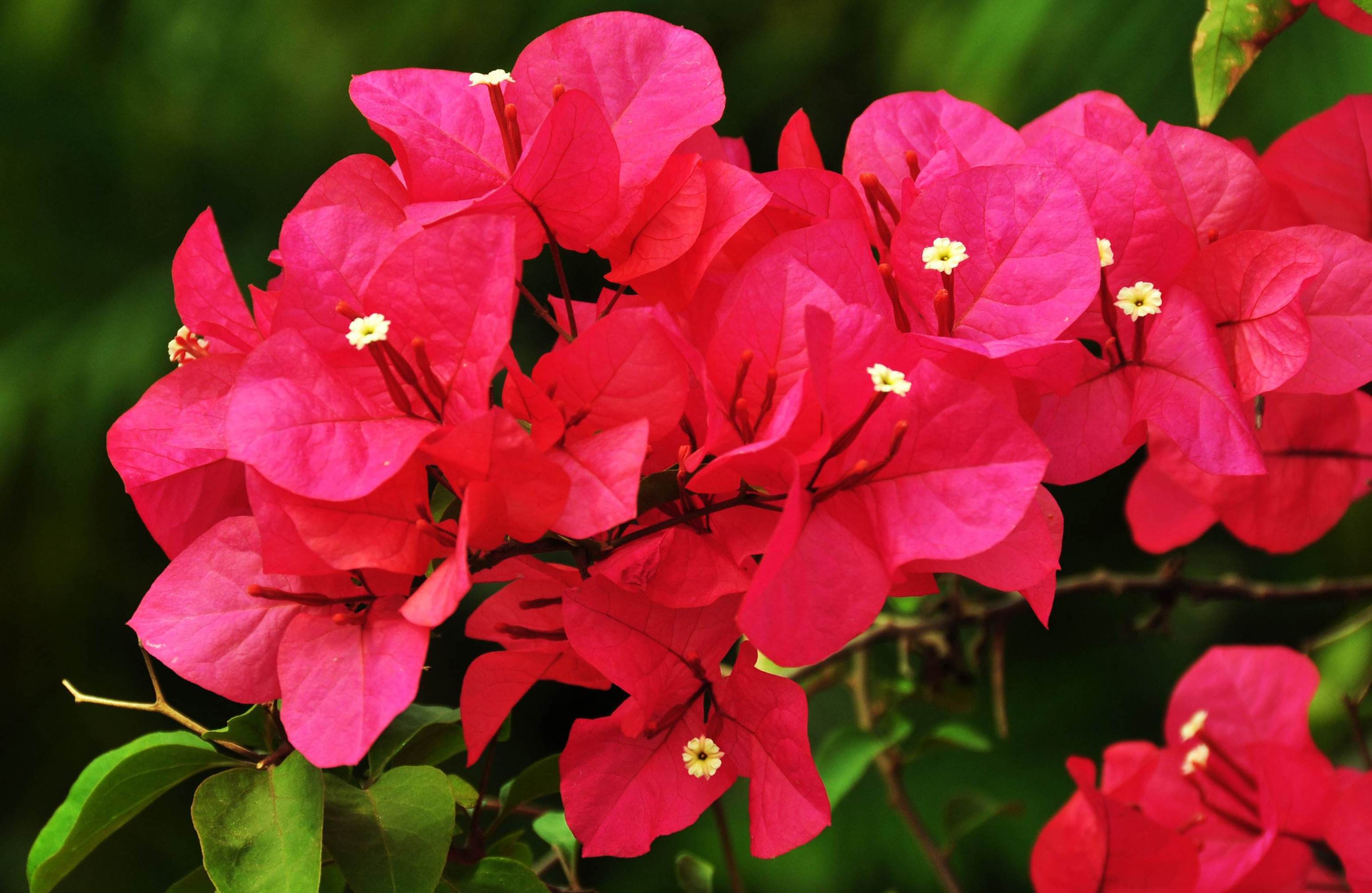 三角梅花期长,很适合盆栽,什么时候给三角梅换盆好