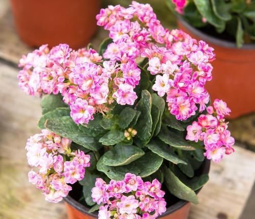 花芽|长寿花、蟹爪兰都喜欢的“神仙水”,一周喂一勺,花开满枝头!