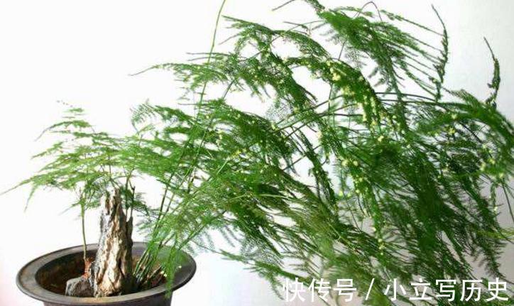 盆栽文竹这三种繁殖方法，你会哪个呢，赶快来了解