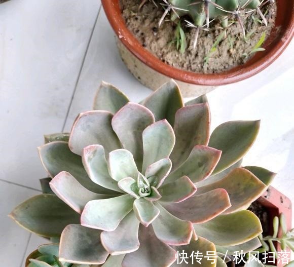 养好多肉分几步?2步就够,不要去模仿别人,技术是自己的