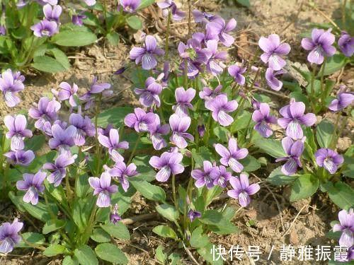 豌豆|农村路边常见的中草药,功效强大,认识3种就很厉害