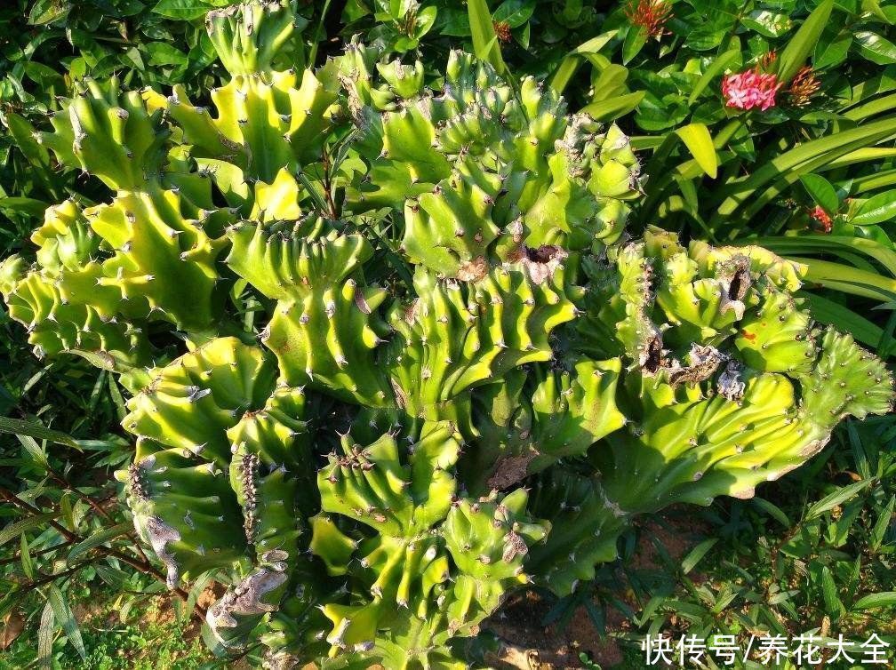 镇宅|“丑八怪”镇宅花,样子威武霸气,养在家里特安心