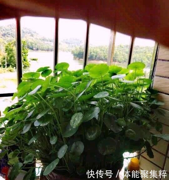 铜钱草不长个“从里到外”改一改,猛蹿10厘米,大叶挤满小花盆!