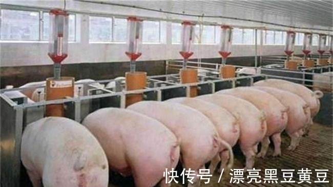 病毒性|流行性腹泻猪一般要几天?猪病毒性腹泻一般几天会好?一定这样做