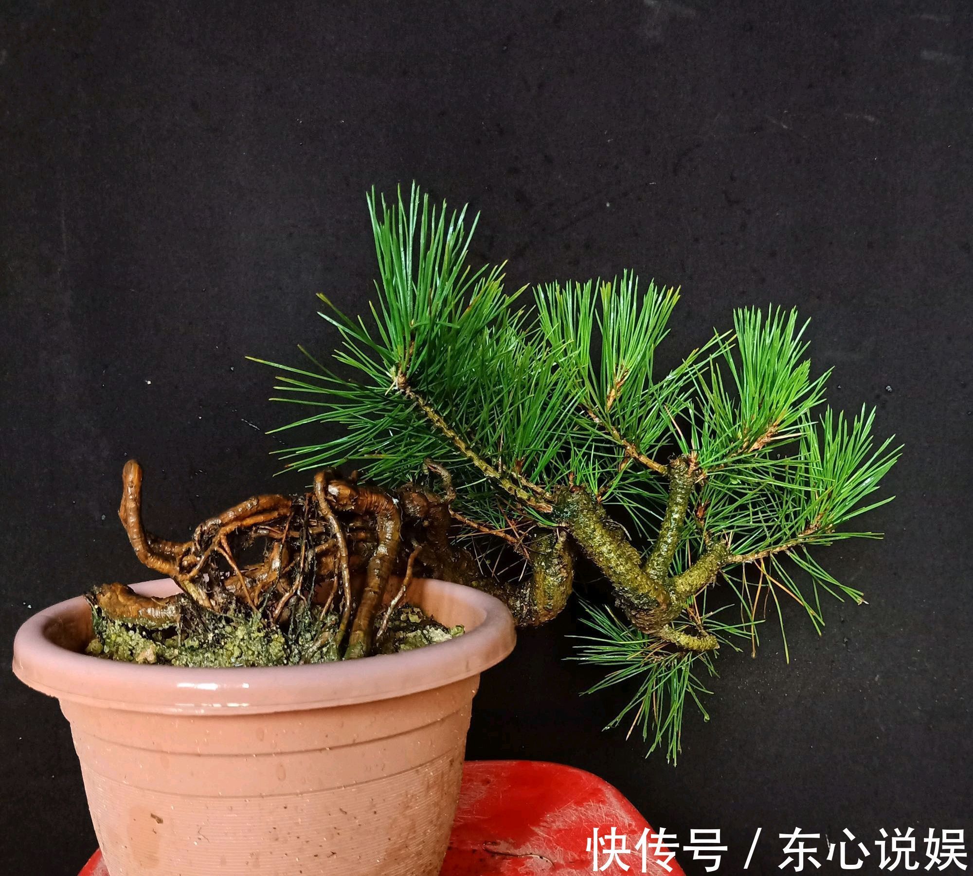 盆景|黑松盆景蓄枝让枝条快速增粗的方法摇动枝条增粗法,想多粗都行