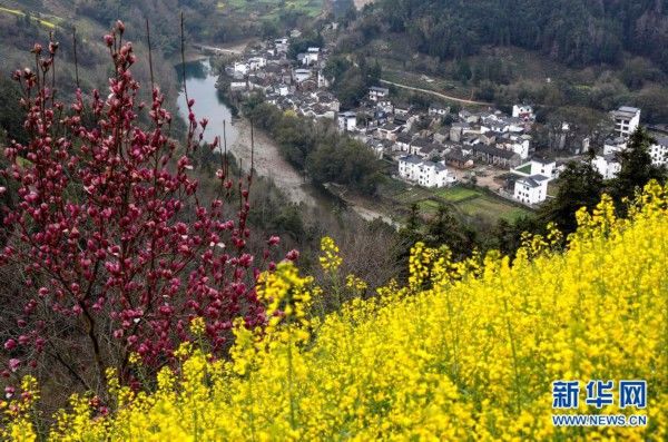 中年|春景繁花秀