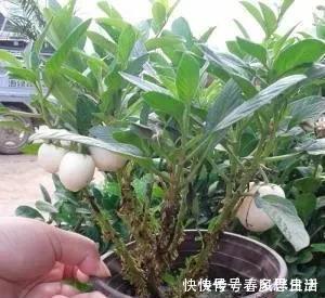 碰碰香|不管有钱没钱,家里养这十种植物,招财镇宅又养人