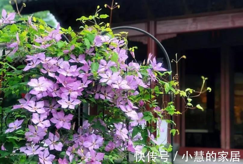 施肥|9月之前,赶紧给4种花施肥,秋天才能顺利开花,花骨朵满枝头