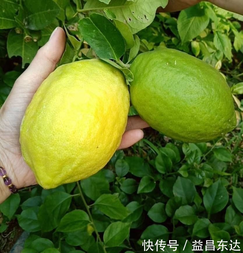 冬天开窗少，室内空气差，3种花净化空气效果好