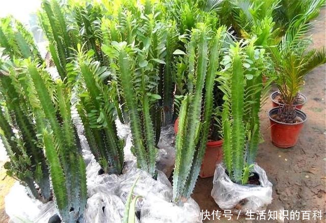 养龙骨花，要谨记一个“懒”字，越懒长得越壮，勤快容易出问题！