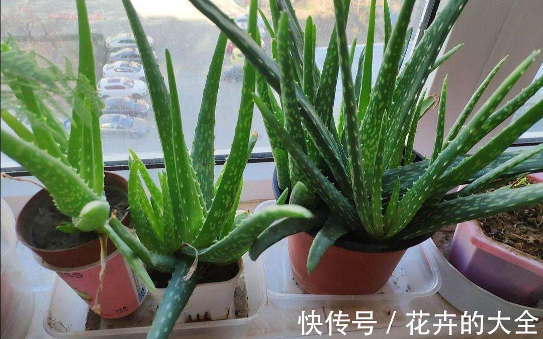 芦荟|夏秋温度高，养芦荟怎么规避黄叶落叶？满足这些条件
