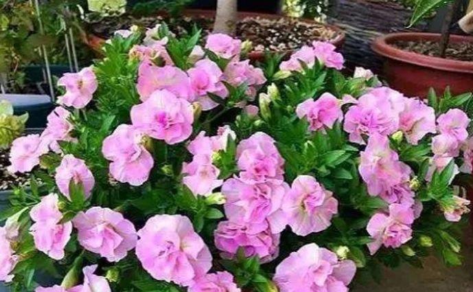 适合夏季养的花,好活易爆盆,名字好听花更美,越养越上瘾