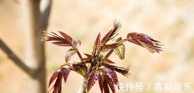 四季豆|家里做饭的人注意:这2种青菜别忘了焯水,别等去医院才后悔