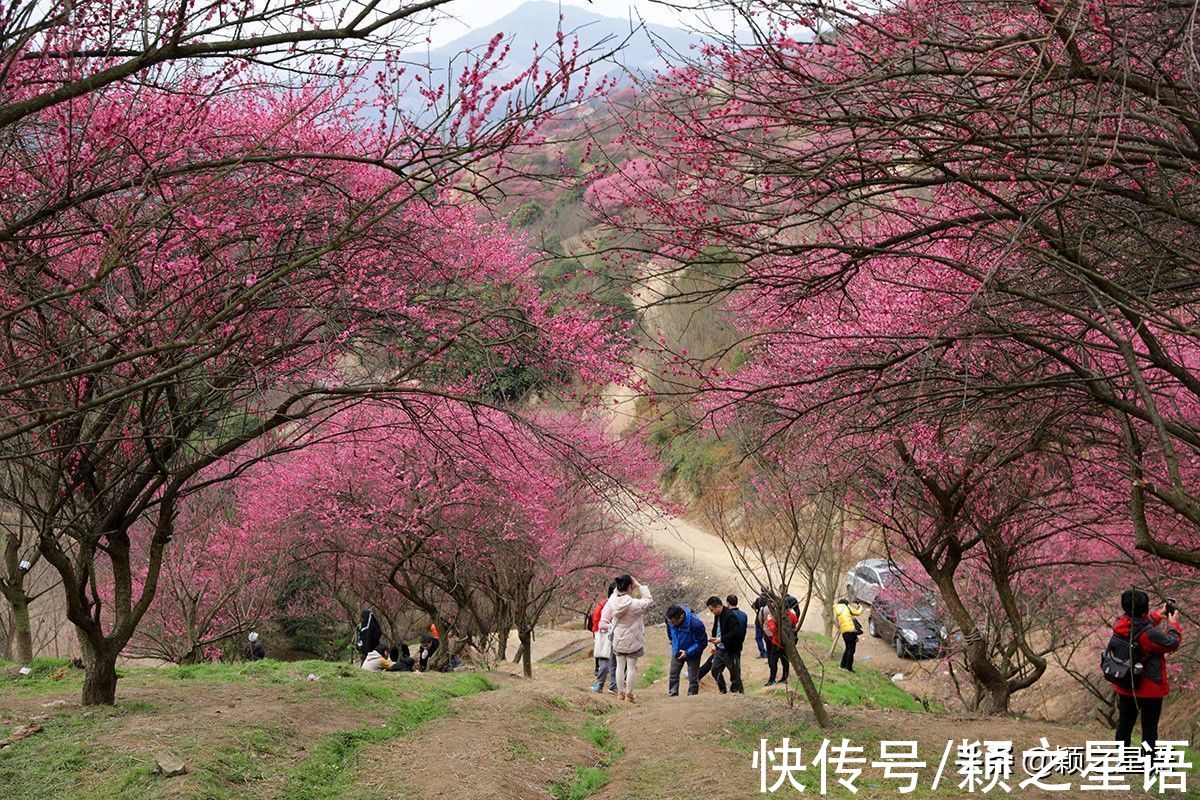 花海|宁波赏梅地，梅开成海，首选一二三