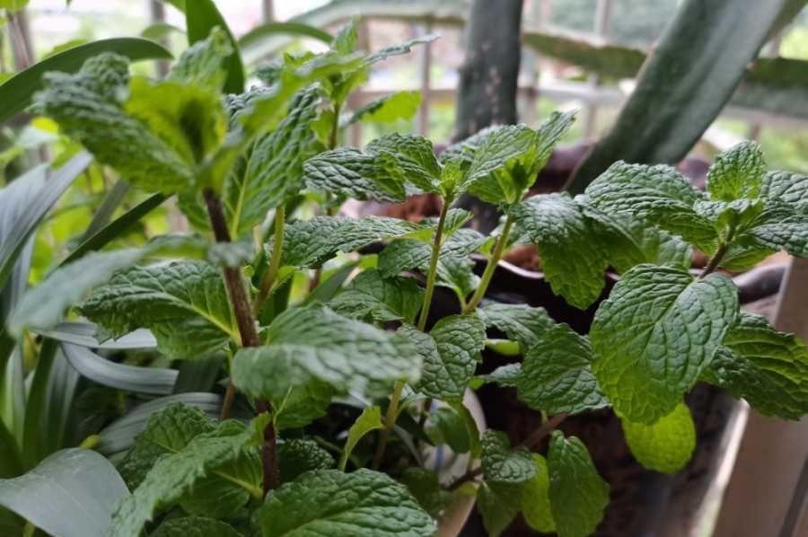 把薄荷养到枝叶繁茂爆盆,从“3点”做起,三个月后大变样