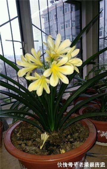 降温|养君子兰老花匠才不要淘米水,只滴这个,花剑爆盆蹭蹭长