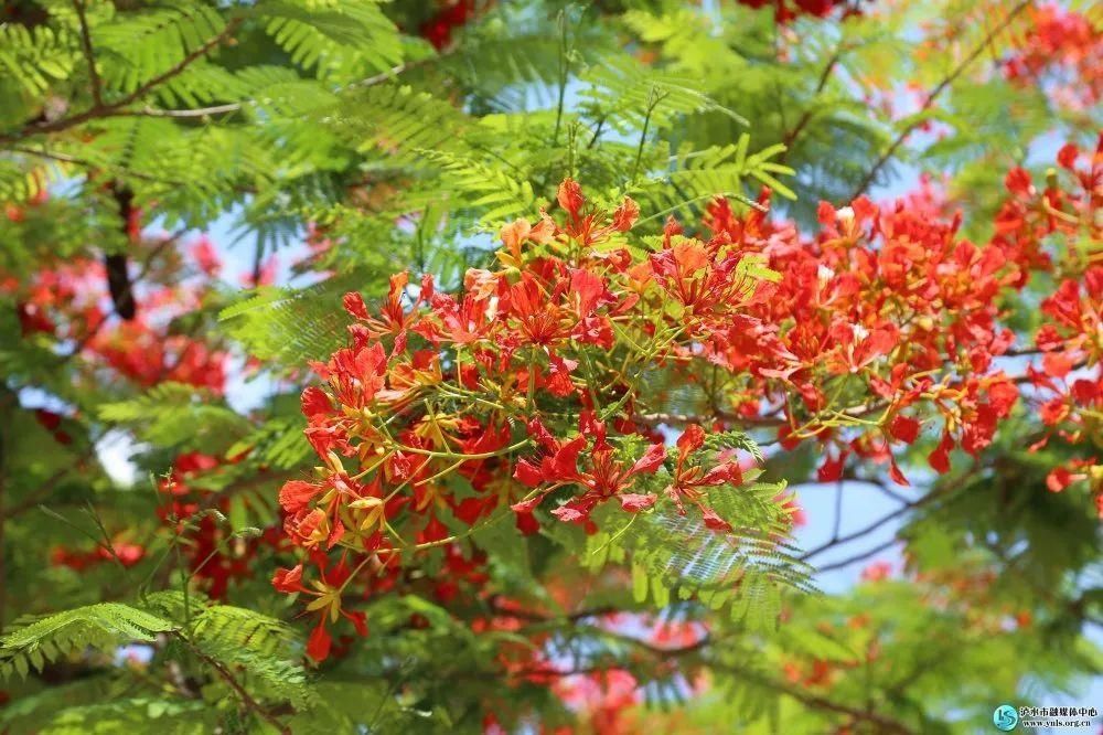 凤凰树|【怒江旅游】凤凰花开，染红小城六库