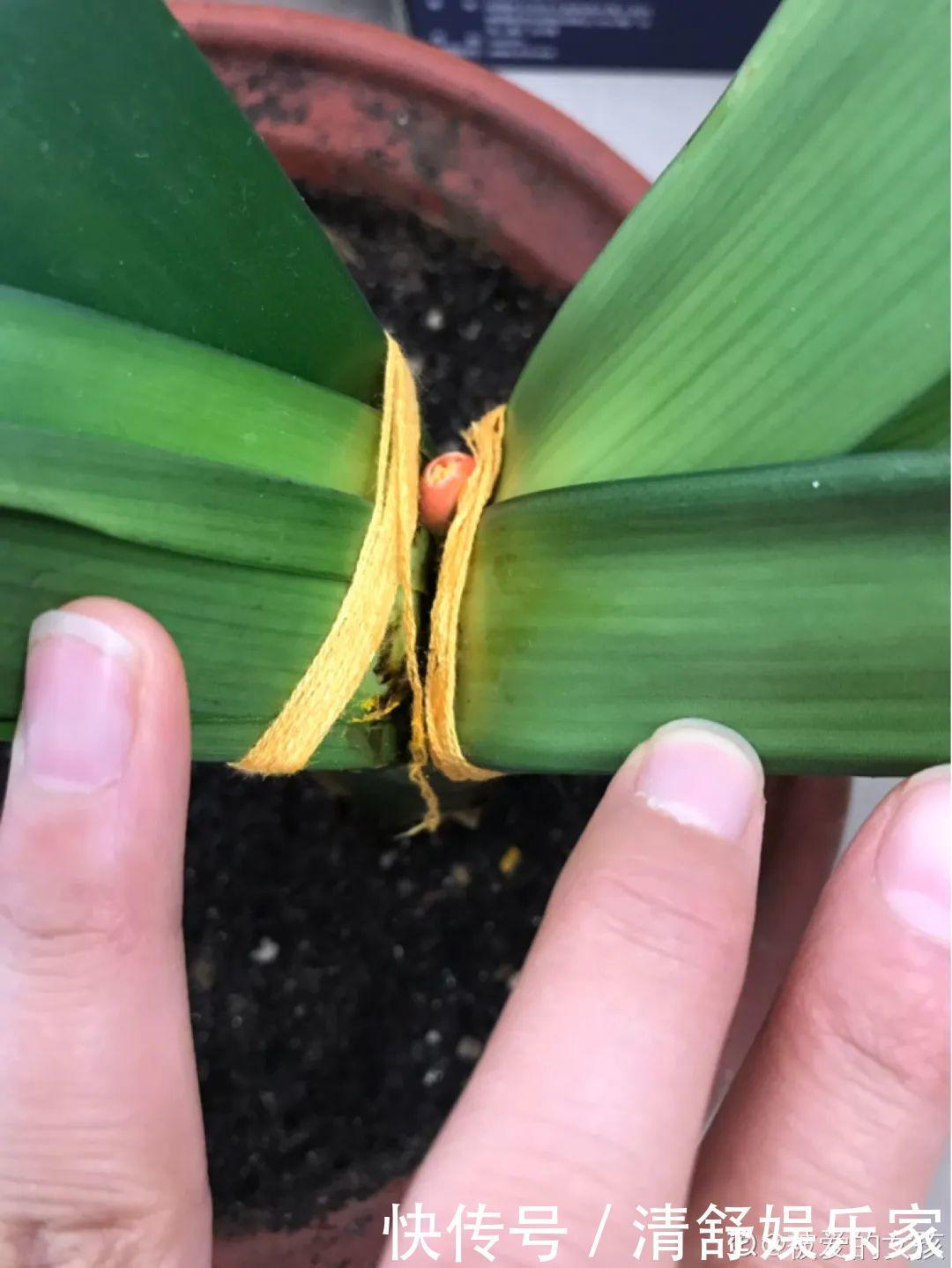 叶芽|君子兰千万别喷水,一喷水就烂叶,3天就要死翘翘!