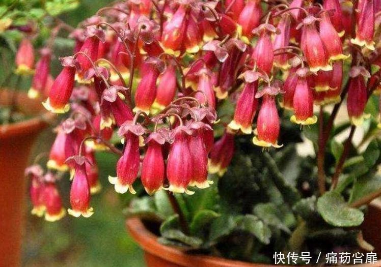 冬天养此几款植物，好养易打理，花色柔美，全年开花不断