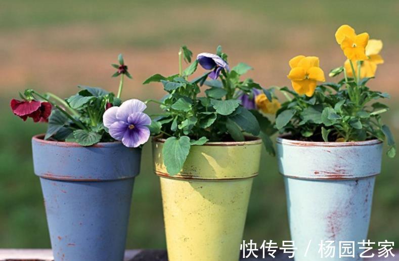 花花长|居家养花,5个错误大家常犯,难怪花花长不好,养一盆死一盆