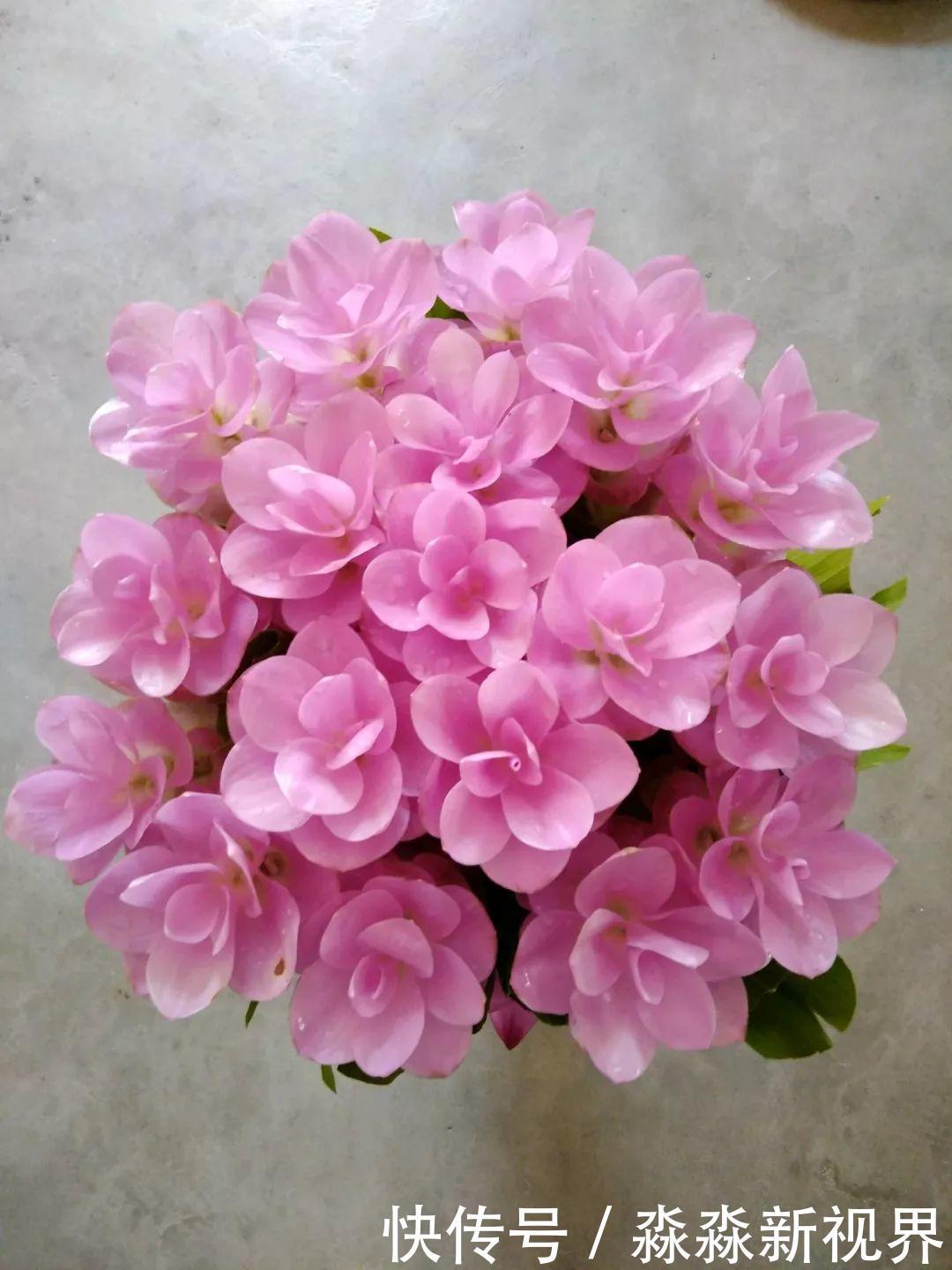 荷花|大爷养的“荷花”,窜的房顶高,垂下来变成花瀑布!