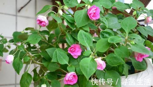 养花|光买便利的“营养土”养花,不行,盆底垫这些小东西才能不烂根