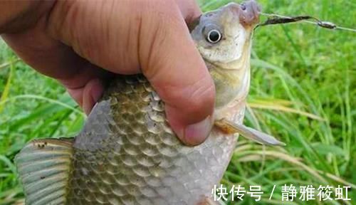 钓法|过了处暑鲫鱼越来越好钓,就用这种钓法,上的都是大鲫鱼,很过瘾