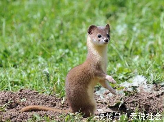 黄鼠狼|为什么农村老人说黄鼠狼不能杀？科学证明，原来并不是迷信