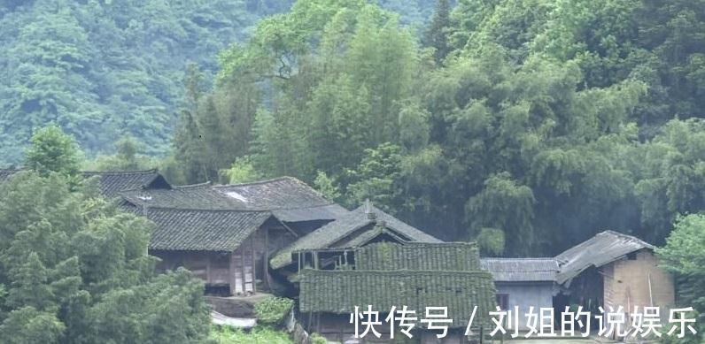 100年的黄杨盆景是怎么养出来的,我总结了下面这些老师傅经验