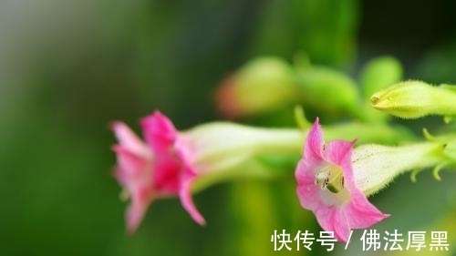 4种花自带财运,好养易活不招虫,开花漂亮花期长,谁养谁喜欢