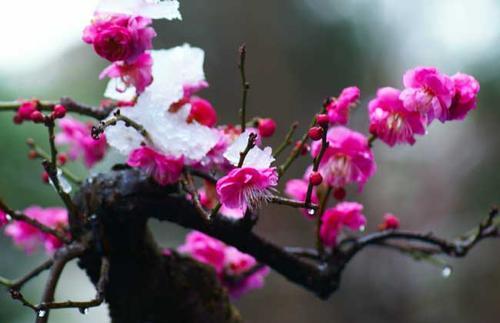 颜色|被名字耽误的2种花,颜色艳丽皮实好养,家里“老人”不喜欢