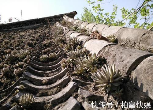 八宝景天|石头缝里的“野多肉”，看到挖几棵，种盆里，能长一大片，美死了