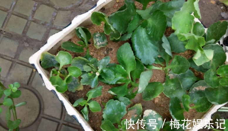 妙用|为什么说河沙养花厉害?因为有3大妙用!