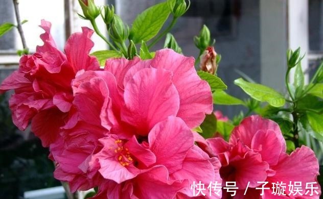 买的花卉“黄泥土”,教你换盆“小技巧”,叶片不发黄,生长旺盛