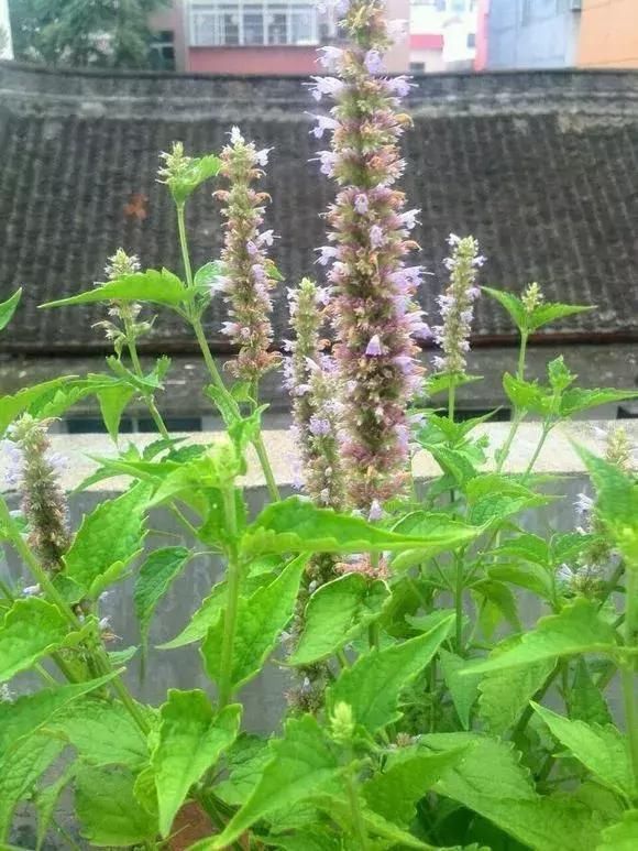 5种花蚊子“不喜欢”，好看还好养，是天然蚊香，值得多养几盆