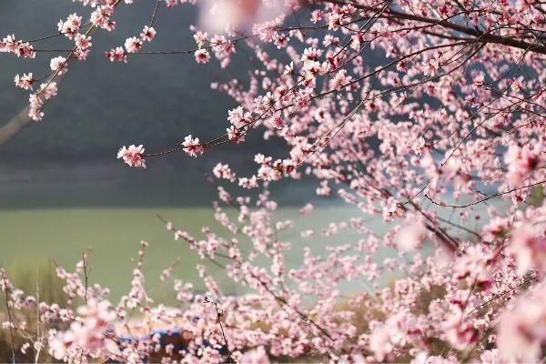 郑国渠旅游风景区第三届山野桃花节浪漫来袭~~