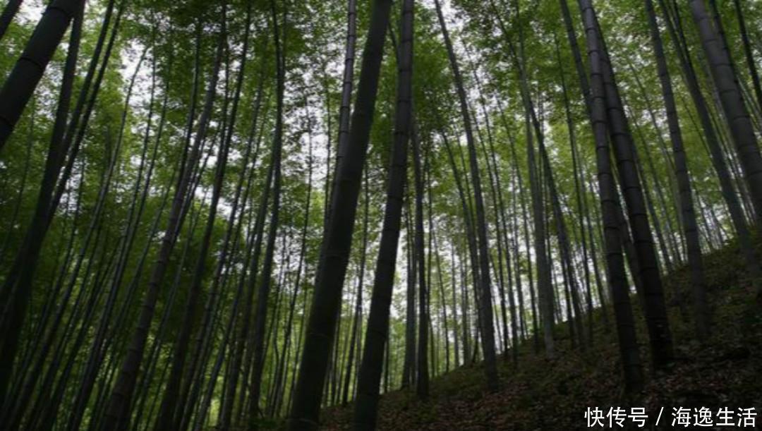 意境|王维最有意境的一首诗,只有短短的20个字,但是胜过了千言万语