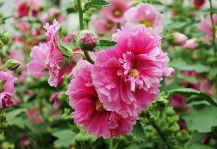 花香|聪明人都养“4种花”，花香四溢，开花旺，有种初恋的感觉！