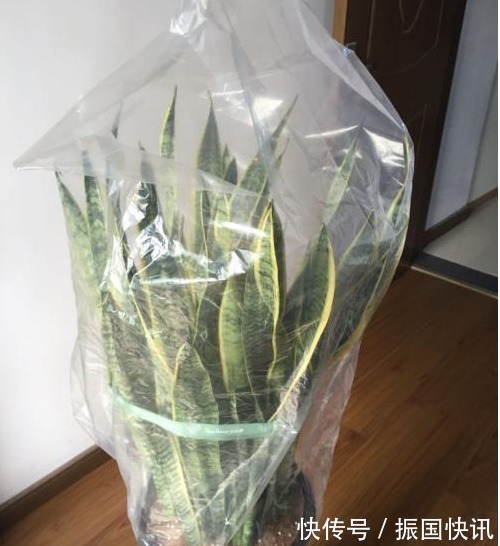 营养物质|大爷养花有“大讲究”用塑料袋闷2天,啥问题都没有,养啥旺啥