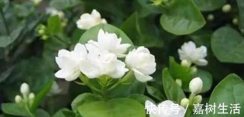 满屋|茉莉花有4喜,了解掌握,开出层叠群花,满屋都是花香