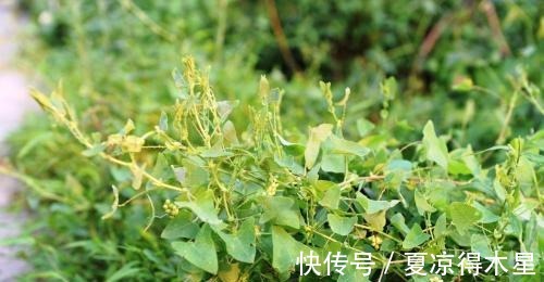 良方|一种带刺野草,蛇见到掉头就跑,是治蛇伤良方,农村娃却当零食吃!