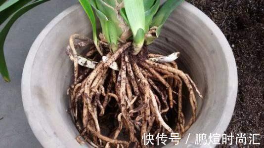 新芽|阿婆的“君子兰”养了十多年，年年出新芽，年年开爆花，咋养的？