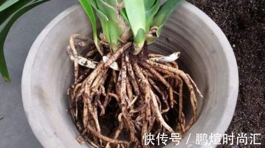 阿婆的“君子兰”养了十多年,年年出新芽,年年开爆花,咋养的?